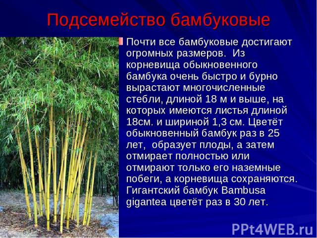 Подсемейство бамбуковые Почти все бамбуковые достигают огромных размеров. Из корневища обыкновенного бамбука очень быстро и бурно вырастают многочисленные стебли, длиной 18 м и выше, на которых имеются листья длиной 18см. и шириной 1,3 см. Цветёт об…