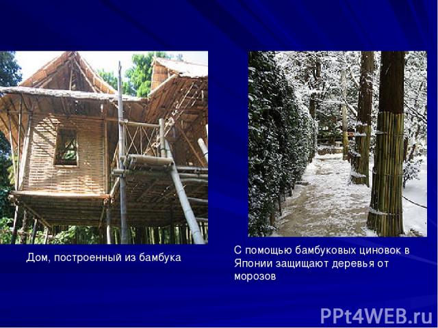 С помощью бамбуковых циновок в Японии защищают деревья от морозов Дом, построенный из бамбука