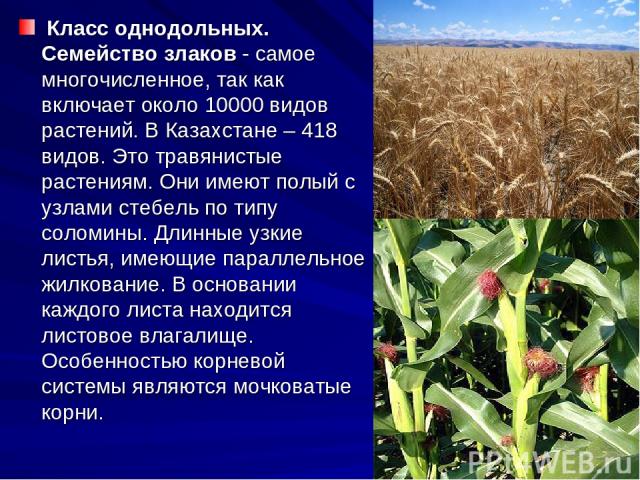 Класс однодольных. Cемейство злаков - самое многочисленное, так как включает около 10000 видов растений. В Казахстане – 418 видов. Это травянистые растениям. Они имеют полый с узлами стебель по типу соломины. Длинные узкие листья, имеющие параллельн…