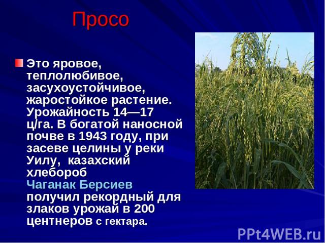 Просо Это яровое, теплолюбивое, засухоустойчивое, жаростойкое растение. Урожайность 14—17 ц/га. В богатой наносной почве в 1943 году, при засеве целины у реки Уилу, казахский хлебороб Чаганак Берсиев получил рекордный для злаков урожай в 200 центнер…