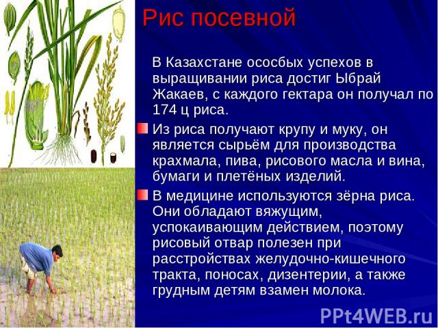 Рис посевной В Казахстане ососбых успехов в выращивании риса достиг Ыбрай Жакаев, с каждого гектара он получал по 174 ц риса. Из риса получают крупу и муку, он является сырьём для производства крахмала, пива, рисового масла и вина, бумаги и плетёных…
