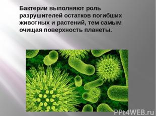 Бактерии выполняют роль разрушителей остатков погибших животных и растений, тем