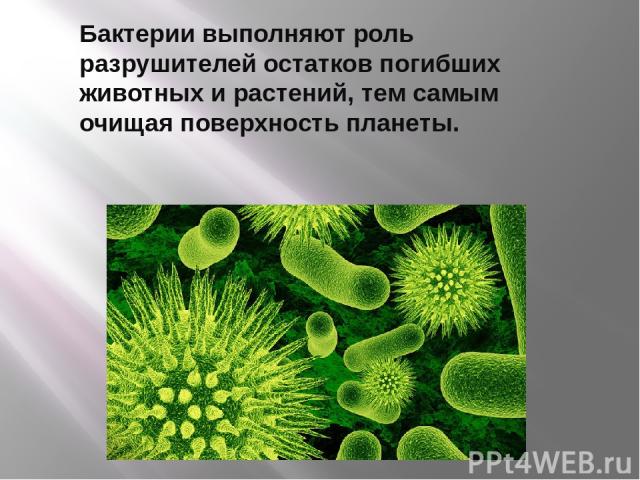 Бактерии выполняют роль разрушителей остатков погибших животных и растений, тем самым очищая поверхность планеты.