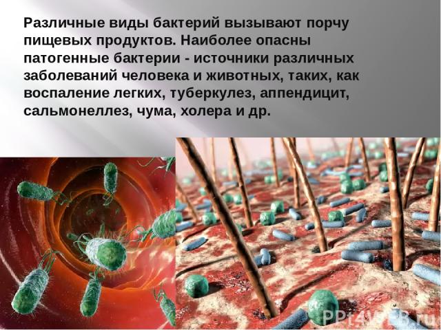 3 заболевание вызванных бактерий. Микроорганизмы вызывающие заболевания человека. Болезни вызываемые бактериями. Болезни вызываемые бактериями чума. Бактерии приносят человеку опасные заболевания.