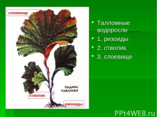 Талломные водоросли 1. ризоиды 2. стволик 3. слоевище ризоиды стволик слоевище