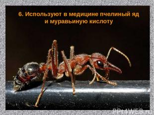 6. Используют в медицине пчелиный яд и муравьиную кислоту