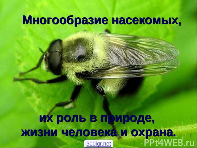 Многообразие насекомых, их роль в природе, жизни человека и охрана. 900igr.net
