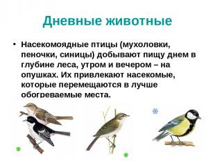 Насекомоядные птицы (мухоловки, пеночки, синицы) добывают пищу днем в глубине ле