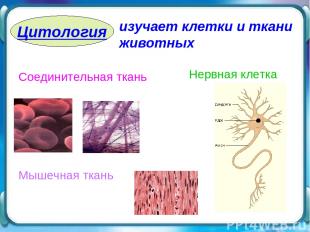 Цитология Соединительная ткань Мышечная ткань изучает клетки и ткани животных Не