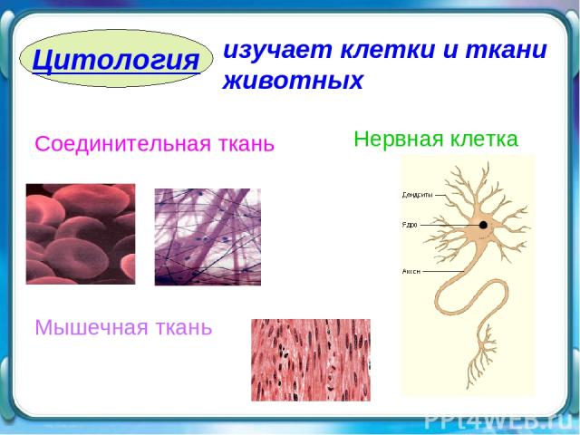 Цитология Соединительная ткань Мышечная ткань изучает клетки и ткани животных Нервная клетка