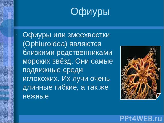 Офиуры Офиуры или змеехвостки (Ophiuroidea) являются близкими родственниками морских звёзд. Они самые подвижные среди иглокожих. Их лучи очень длинные гибкие, а так же нежные