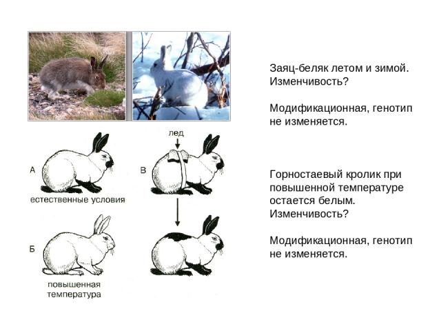 Заяц-беляк летом и зимой. Изменчивость? Модификационная, генотип не изменяется. Горностаевый кролик при повышенной температуре остается белым. Изменчивость? Модификационная, генотип не изменяется.