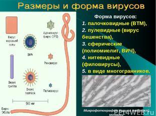 Форма вирусов: 1. палочковидные (ВТМ), 2. пулевидные (вирус бешенства), 3. сфери