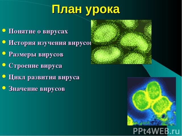 План урока Понятие о вирусах История изучения вирусов Размеры вирусов Строение вируса Цикл развития вируса Значение вирусов