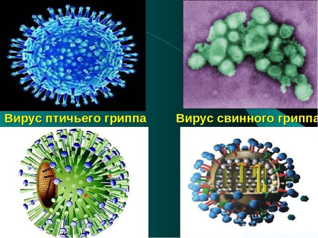 Вирус птичьего гриппа Вирус свинного гриппа