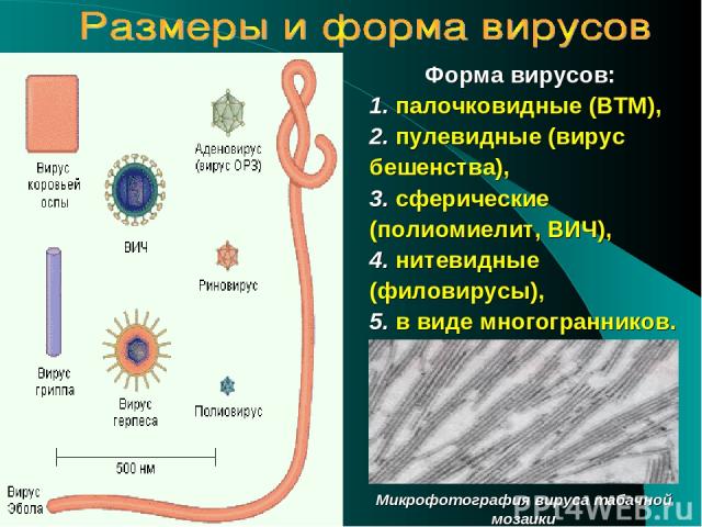 Форма вирусов: 1. палочковидные (ВТМ), 2. пулевидные (вирус бешенства), 3. сферические (полиомиелит, ВИЧ), 4. нитевидные (филовирусы), 5. в виде многогранников. Микрофотография вируса табачной мозаики