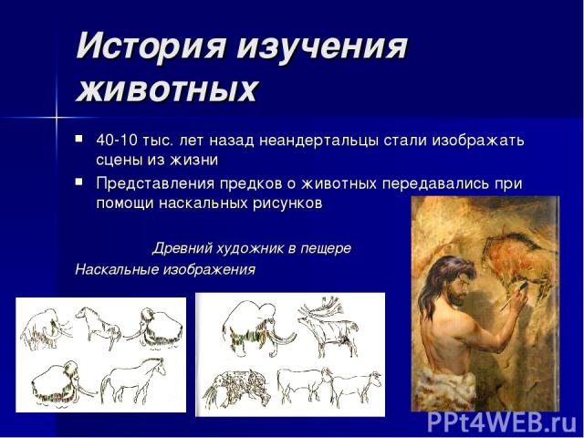 История изучения животных 40-10 тыс. лет назад неандертальцы стали изображать сцены из жизни Представления предков о животных передавались при помощи наскальных рисунков Древний художник в пещере Наскальные изображения