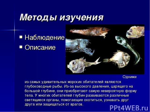Методы изучения Наблюдение Описание Одними из самых удивительных морских обитателей являются глубоководные рыбы. Из-за высокого давления, царящего на большой глубине, они приобретают самую невероятную форму тела. У многих обитателей глубин развивают…