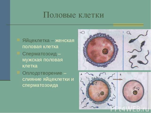 Половые клетки Яйцеклетка – женская половая клетка Сперматозоид – мужская половая клетка Оплодотворение – слияние яйцеклетки и сперматозоида