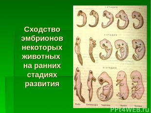 Сходство эмбрионов некоторых животных на ранних стадиях развития