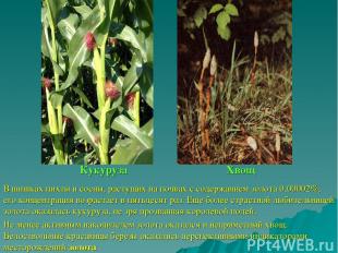 Кукуруза Хвощ В шишках пихты и сосны, растущих на почвах с содержанием золота 0,