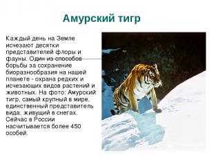 Амурский тигр Каждый день на Земле исчезают десятки представителей флоры и фауны