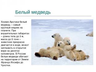 Белый медведь Хозяин Арктики белый медведь – самый крупный хищник на планете. Пр