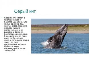 Серый кит Серый кит обитает в Охотском море у берегов Сахалина. Это самый древни