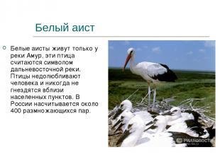 Белый аист Белые аисты живут только у реки Амур, эти птица считаются символом да