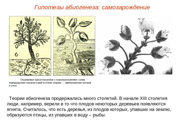 Теории абиогенеза продержались много столетий. В начале ХIII столетия люди, например, верили в то что плодов некоторых деревьев появляются ягнята. Считалось, что есть деревья, из плодов которых, упавших на землю, образуются птицы, из упавших в воду …