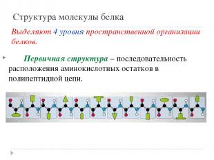 Структура молекулы белка Первичная структура – последовательность расположения а