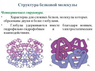 Структура белковой молекулы Четвертичная структура. Характерна для сложных белко