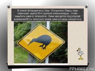 В Новой Зеландии есть знак Осторожно !Здесь киви переходят дорогу! Его сделали н