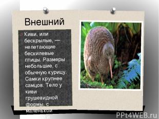 Внешний вид Киви, или бескрылые, — нелетающие бескилевые птицы. Размеры небольши