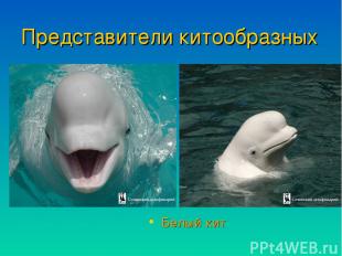 Представители китообразных Белый кит