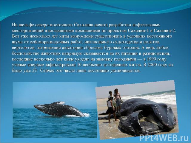 На шельфе северо-восточного Сахалина начата разработка нефтегазовых месторождений иностранными компаниями по проектам Сахалин-1 и Сахалин-2. Вот уже несколько лет киты вынуждены существовать в условиях постоянного шума от сейсморазведочных работ, ин…