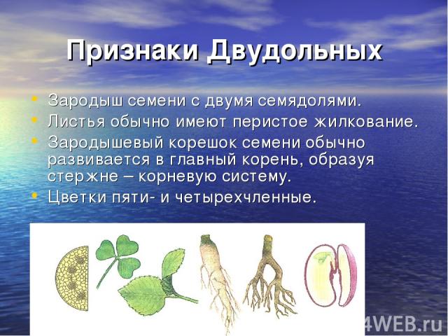 Признаки Двудольных Зародыш семени с двумя семядолями. Листья обычно имеют перистое жилкование. Зародышевый корешок семени обычно развивается в главный корень, образуя стержне – корневую систему. Цветки пяти- и четырехчленные.