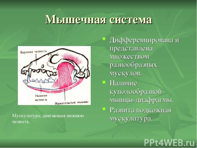 Мышечная система Дифференцирована и представлена множеством разнообразных мускулов. Наличие куполообразной мышцы-диафрагмы. Развита подкожная мускулатура. Мускулатура, двигающая нижнюю челюсть.