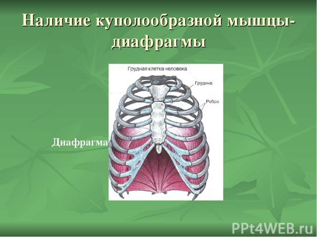 Наличие куполообразной мышцы-диафрагмы Диафрагма