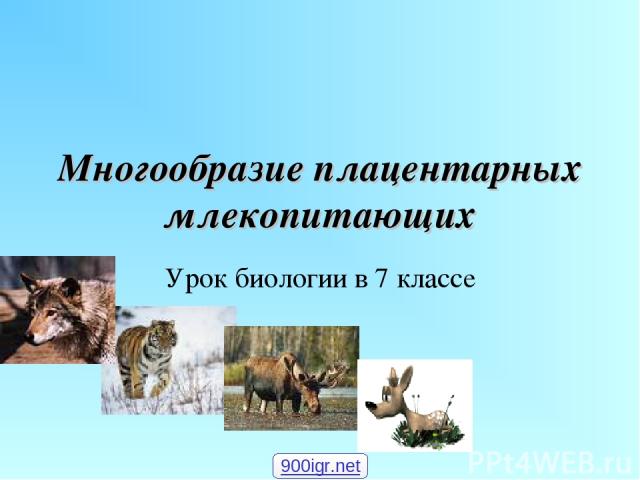 Многообразие плацентарных млекопитающих Урок биологии в 7 классе 900igr.net