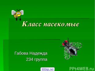 Класс насекомые Габова Надежда 234 группа 900igr.net