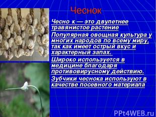 Чеснок Чесно к — это двулетнее травянистое растение Популярная овощная культура