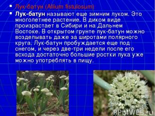 Лук-батун (Allium fistulosum) Лук-батун называют еще зимним луком. Это многолетн