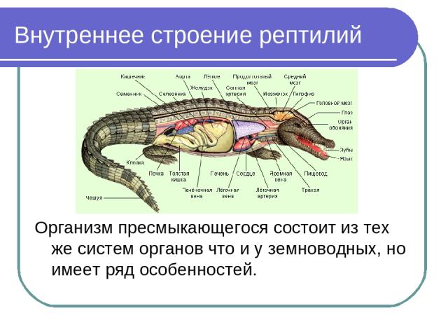 Внутреннее строение рептилий Организм пресмыкающегося состоит из тех же систем органов что и у земноводных, но имеет ряд особенностей.