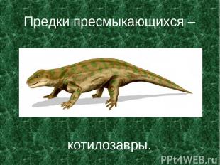 Предки пресмыкающихся – котилозавры.