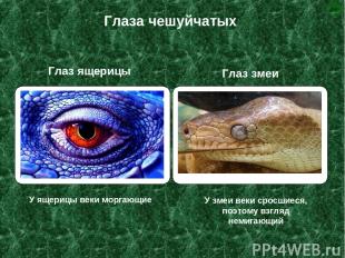 Глаза чешуйчатых У змеи веки сросшиеся, поэтому взгляд немигающий Глаз змеи Глаз