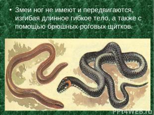 Змеи ног не имеют и передвигаются, изгибая длинное гибкое тело, а также с помощь