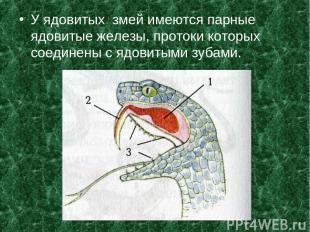 У ядовитых змей имеются парные ядовитые железы, протоки которых соединены с ядов
