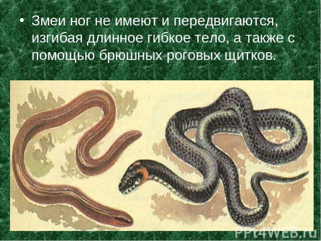 Змеи ног не имеют и передвигаются, изгибая длинное гибкое тело, а также с помощью брюшных роговых щитков.