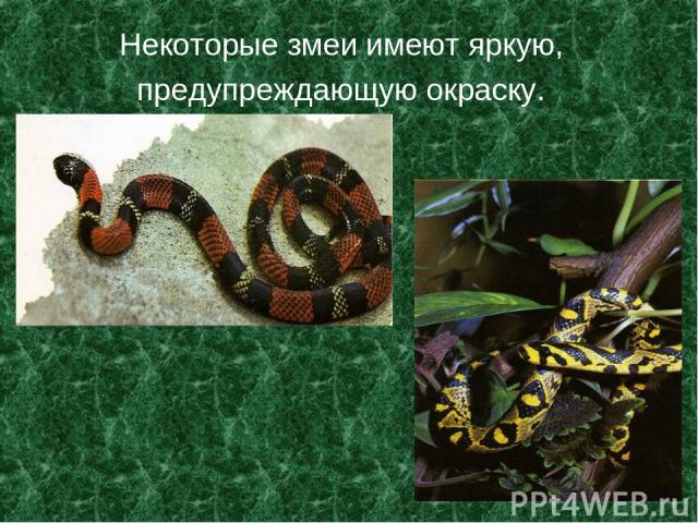 Некоторые змеи имеют яркую, предупреждающую окраску.